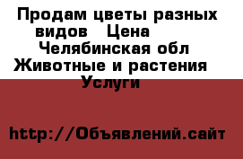 Продам цветы разных видов › Цена ­ 100 - Челябинская обл. Животные и растения » Услуги   